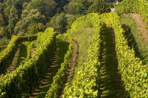 13235_7626_Winnica_Jasiel_136