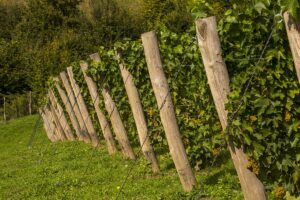 13427_7639_Winnica_Jasiel_149