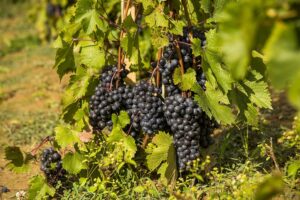 14338_Winnica_Jasiel_161