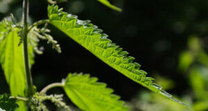 27771_stinging-nettle-141508_1280