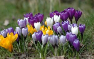 31996_krokusy_1