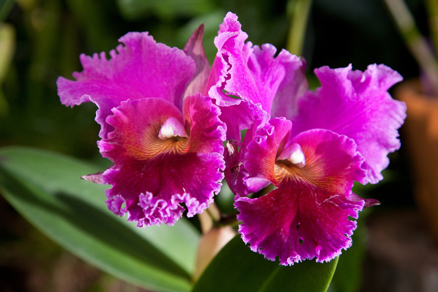 48319_orchidee