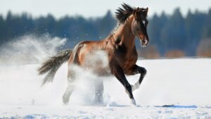 Horse gallops in winter