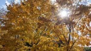 57225_40652957_40652948