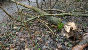 59547_41456338_41456329