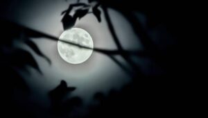 63273_42459550_38714237