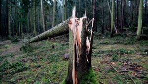 63634_42570240_42570196