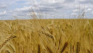 64136_42694928_42694915