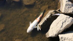 65740_43179710_43179656