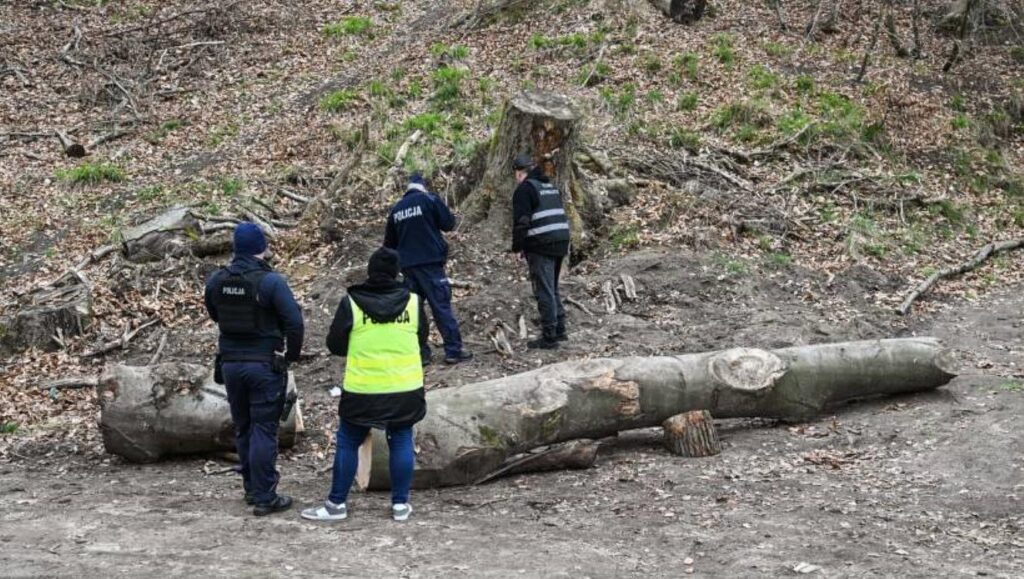 Fot. PAP/Marcin Bielecki
Szczecin, 29.03.2024. Policja w miejscu wypadku przy ul. Chłopskiej na osiedlu Bukowa w Szczecinie, 29 bm. Czworo dzieci doznało obrażeń po tym, jak na grupę przedszkolaków spacerujących po lesie spadł konar drzewa. Przetransportowano je do szpitala Zdroje w Szczecinie. Ich zdrowiu nic nie zagraża. (jm) PAP/Marcin Bielecki