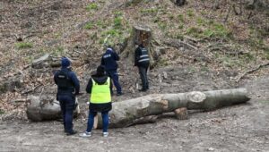 Fot. PAP/Marcin Bielecki
Szczecin, 29.03.2024. Policja w miejscu wypadku przy ul. Chłopskiej na osiedlu Bukowa w Szczecinie, 29 bm. Czworo dzieci doznało obrażeń po tym, jak na grupę przedszkolaków spacerujących po lesie spadł konar drzewa. Przetransportowano je do szpitala Zdroje w Szczecinie. Ich zdrowiu nic nie zagraża. (jm) PAP/Marcin Bielecki