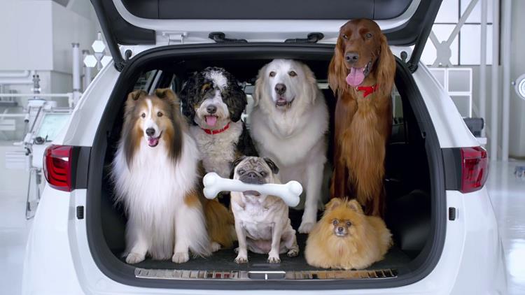 Jak przewozić psa w samochodzie
